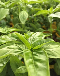 Give a bowl of summer herbs